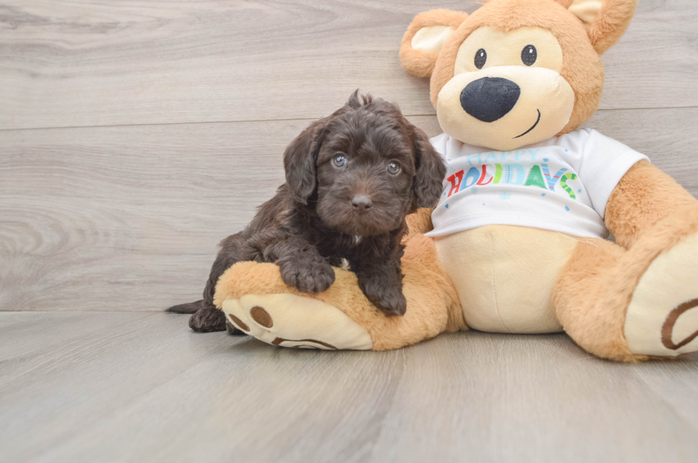 5 week old Mini Labradoodle Puppy For Sale - Lone Star Pups