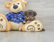 7 week old Mini Labradoodle Puppy For Sale - Lone Star Pups
