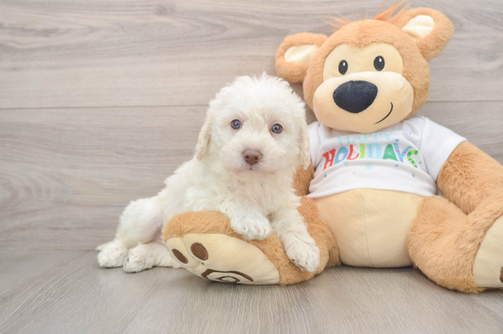 5 week old Mini Labradoodle Puppy For Sale - Lone Star Pups