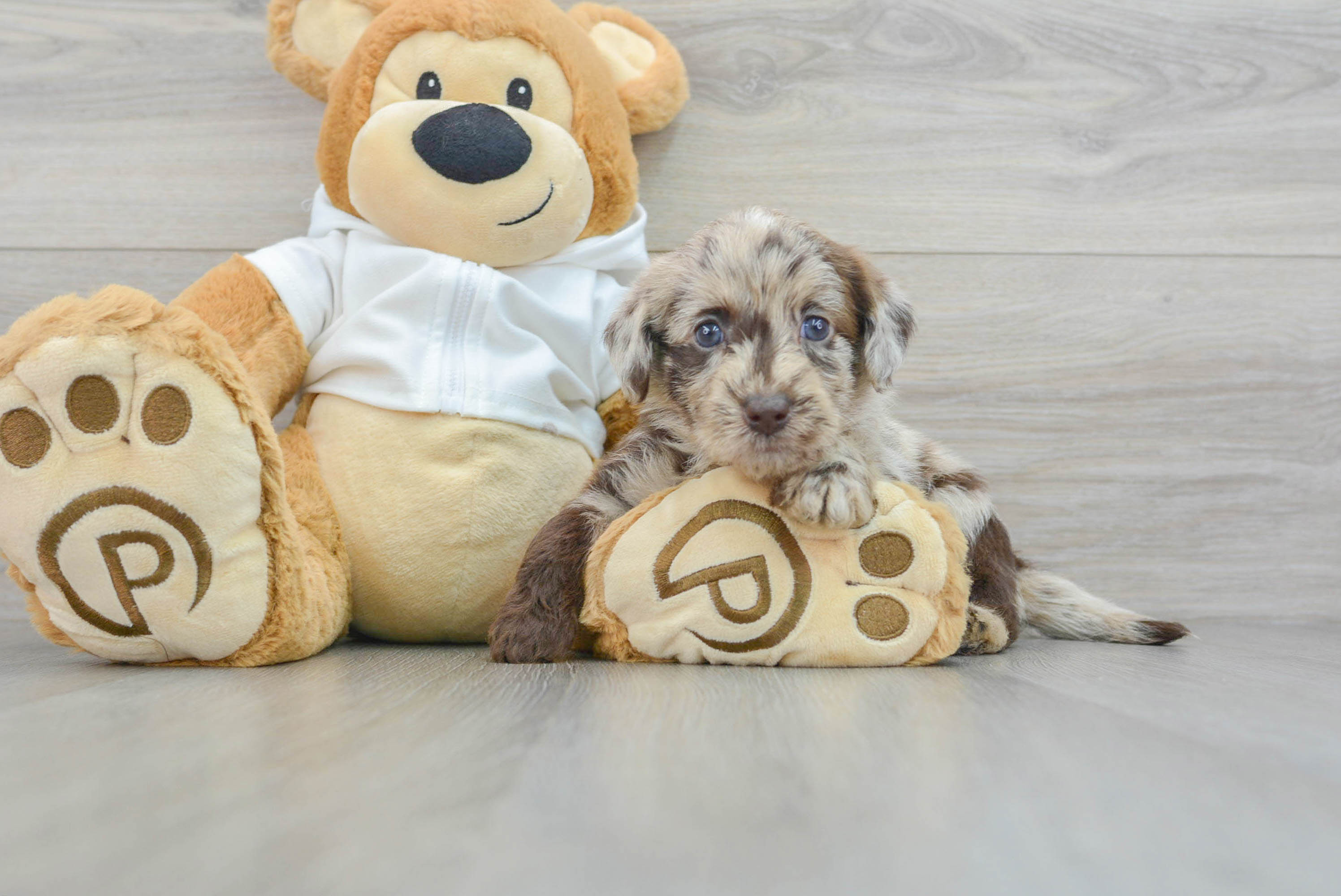 Best Mini Labradoodle Baby