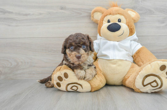 Happy Mini Labradoodle Baby