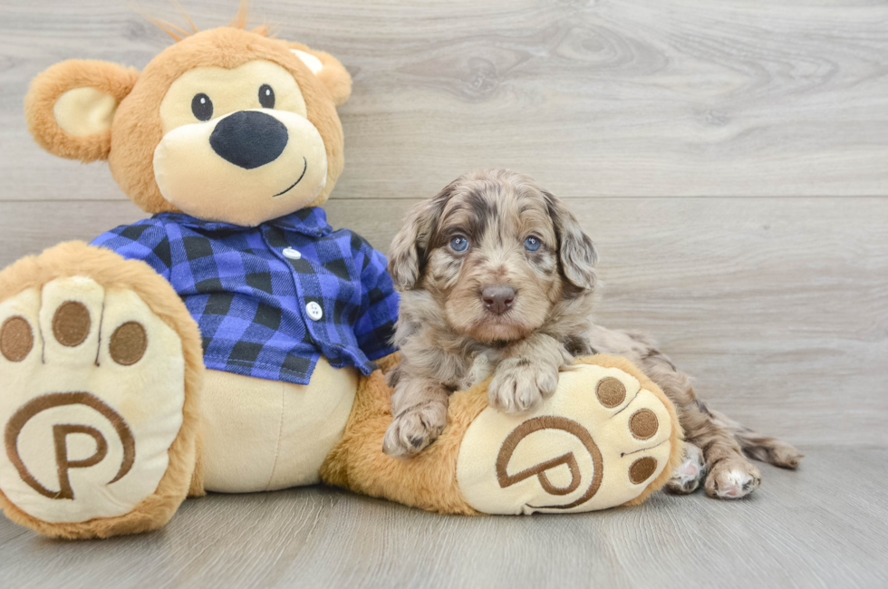 5 week old Mini Labradoodle Puppy For Sale - Lone Star Pups