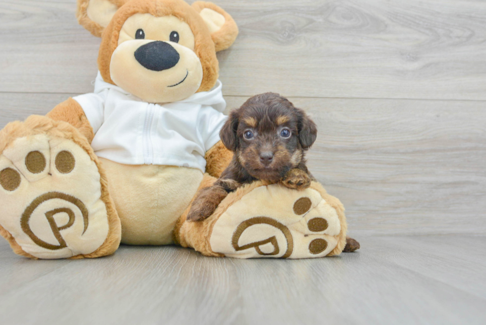 Smart Mini Labradoodle Poodle Mix Pup