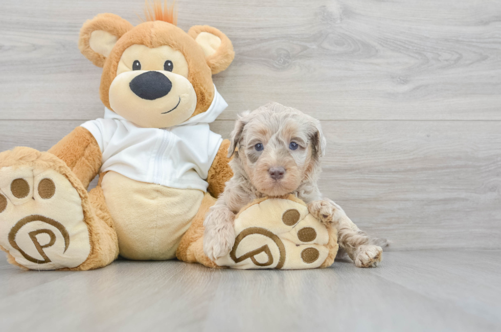 Standard, Toy & Mini: Goldendoodle Difference - Premier Pups - Premier Pups