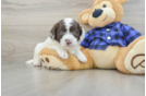 Smart Mini Labradoodle Poodle Mix Pup