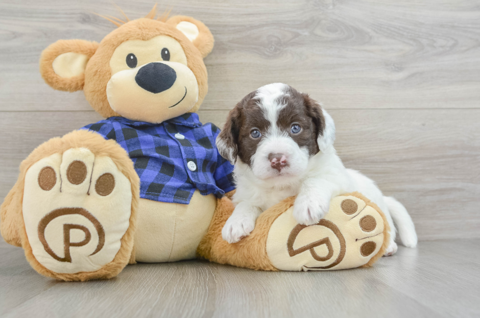 5 week old Mini Labradoodle Puppy For Sale - Lone Star Pups