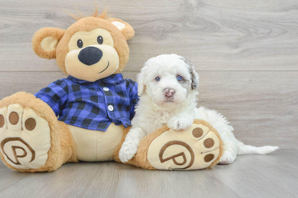 5 week old Mini Labradoodle Puppy For Sale - Lone Star Pups