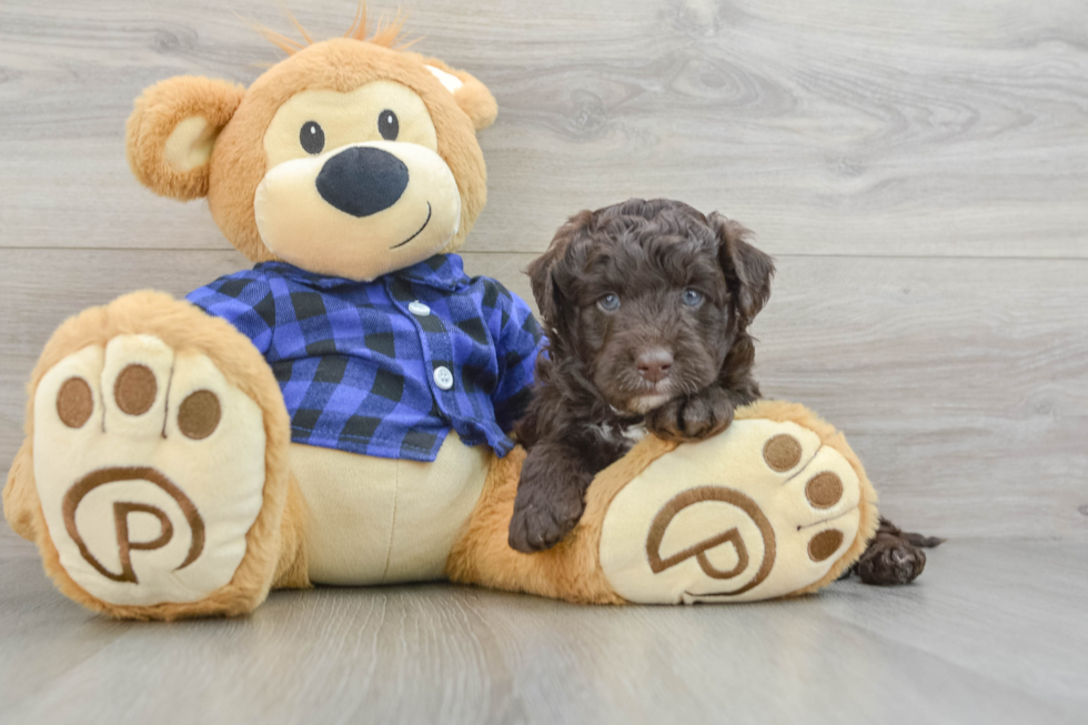 Little Labrapoo Poodle Mix Puppy