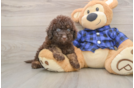 Best Mini Labradoodle Baby