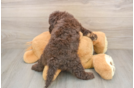 Energetic Labrapoo Poodle Mix Puppy