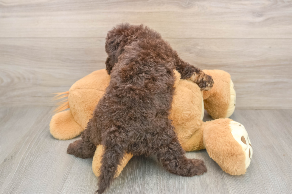Energetic Labrapoo Poodle Mix Puppy