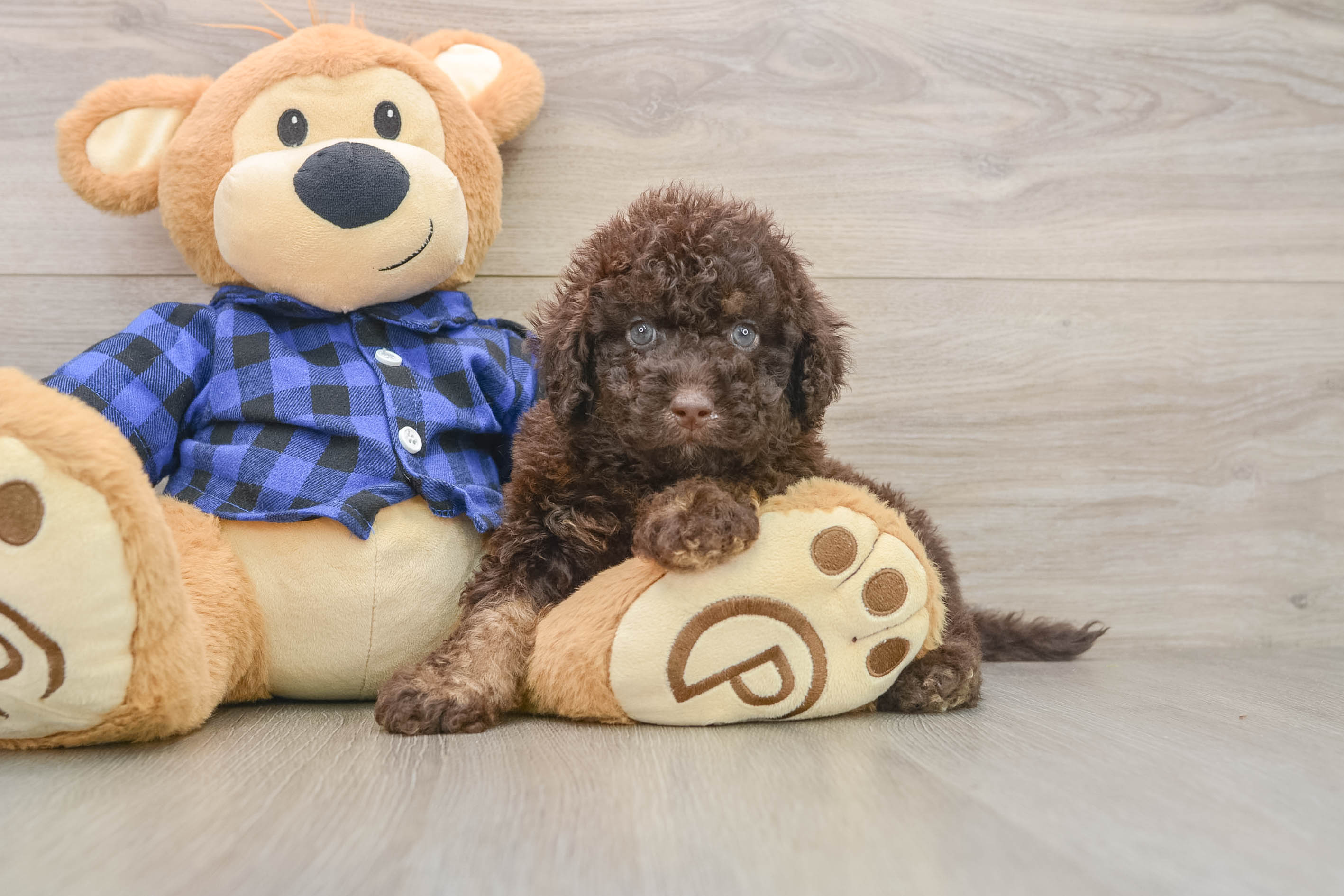 Adorable Labrapoo Poodle Mix Puppy