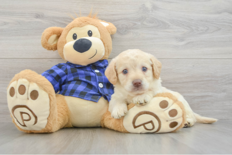Mini Labradoodle Puppy for Adoption
