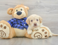 7 week old Mini Labradoodle Puppy For Sale - Lone Star Pups