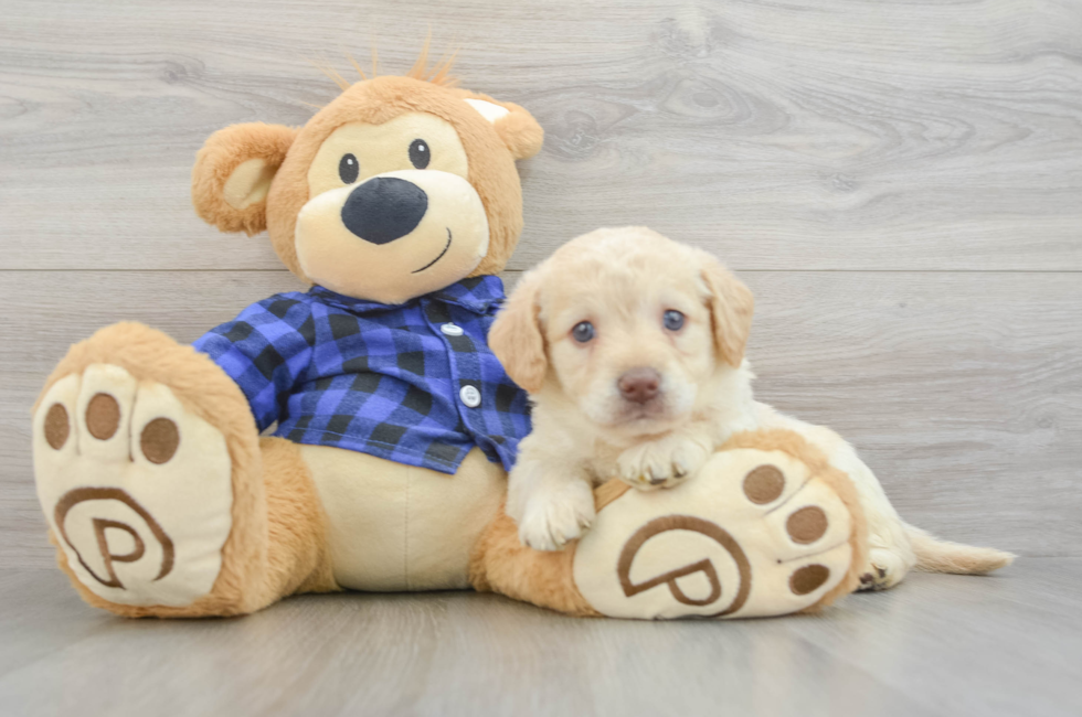 6 week old Mini Labradoodle Puppy For Sale - Lone Star Pups