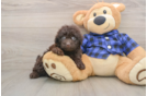 Best Mini Labradoodle Baby