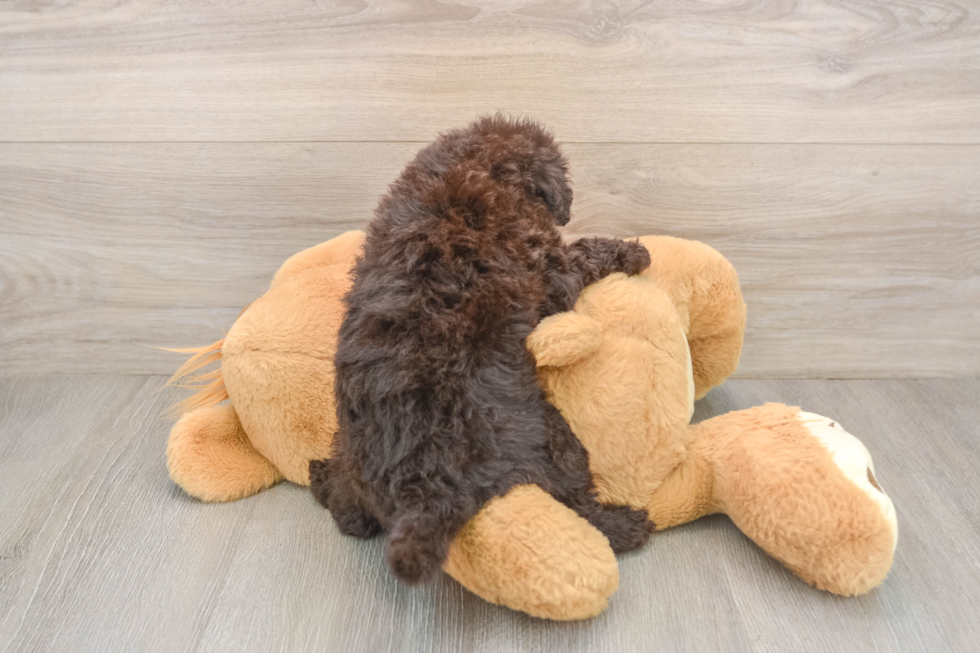 Mini Labradoodle Puppy for Adoption
