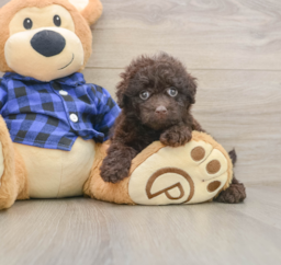 8 week old Mini Labradoodle Puppy For Sale - Lone Star Pups