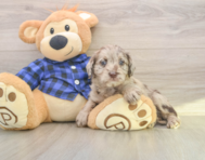 6 week old Mini Labradoodle Puppy For Sale - Lone Star Pups