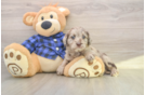 Mini Labradoodle Pup Being Cute
