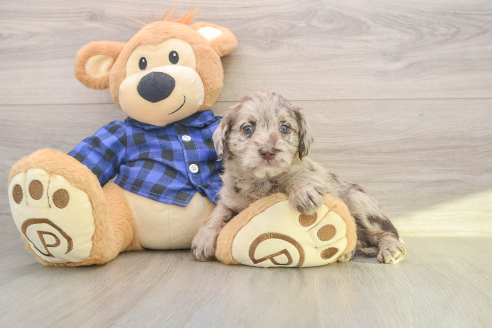 Mini Labradoodle Pup Being Cute