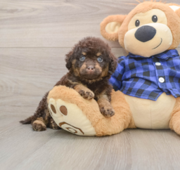 8 week old Mini Labradoodle Puppy For Sale - Lone Star Pups