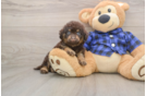 Mini Labradoodle Puppy for Adoption