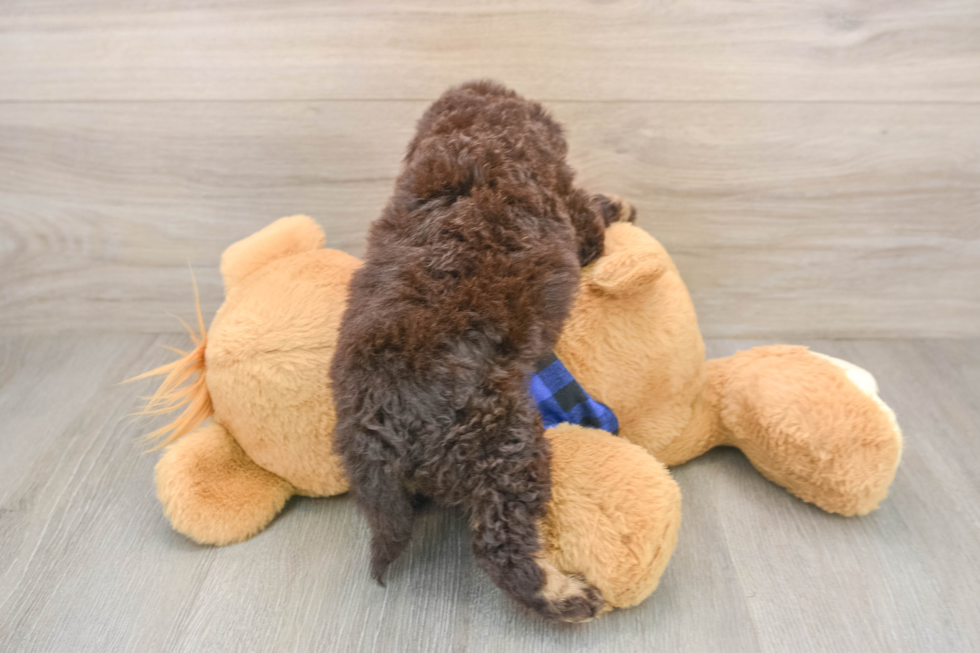 Playful Labrapoo Poodle Mix Puppy