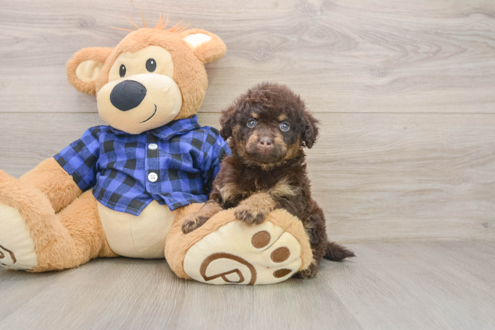Energetic Labrapoo Poodle Mix Puppy
