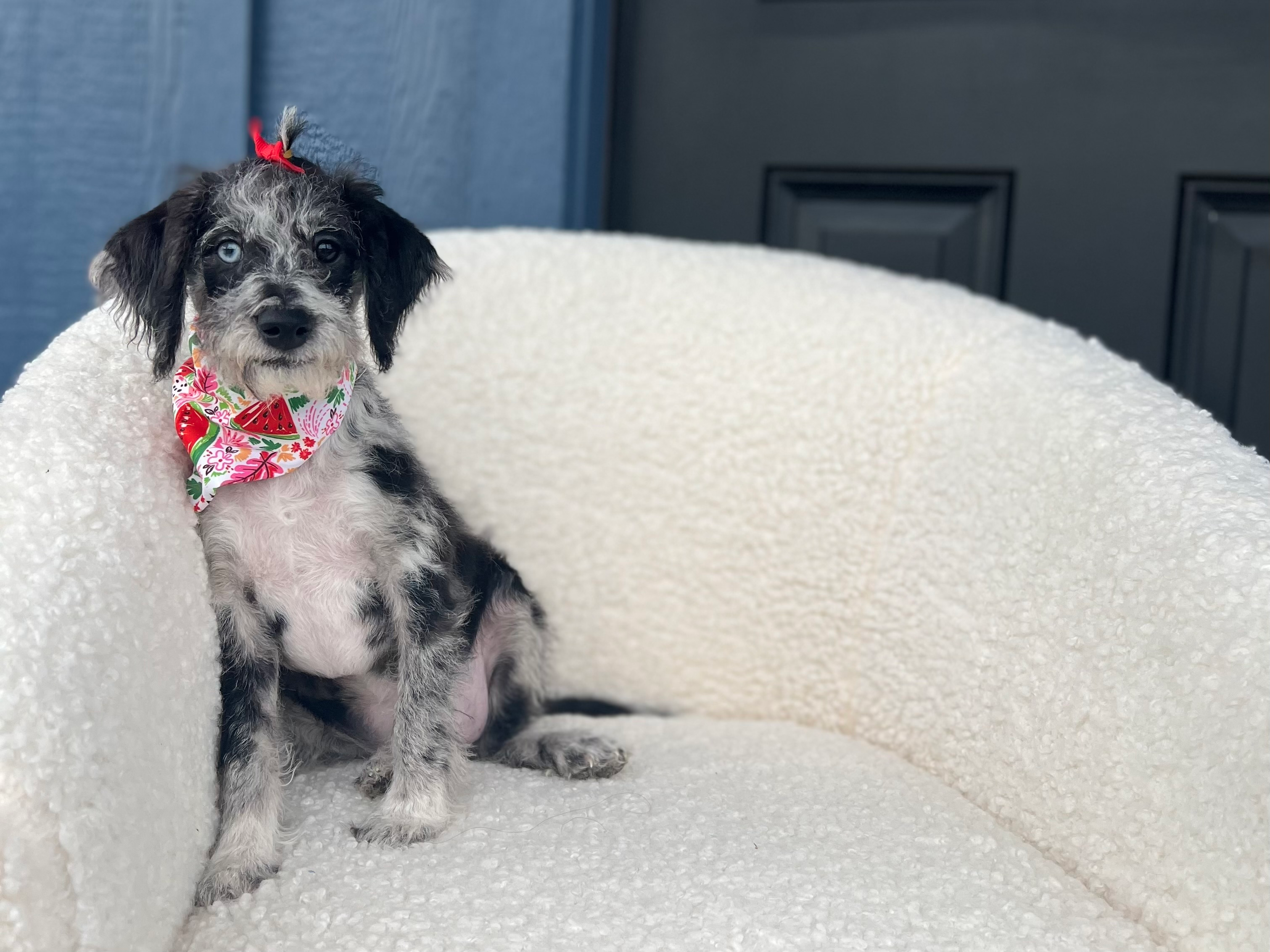 Cute Labrador Poodle Mix Puppy