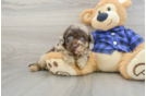 Popular Mini Labradoodle Poodle Mix Pup