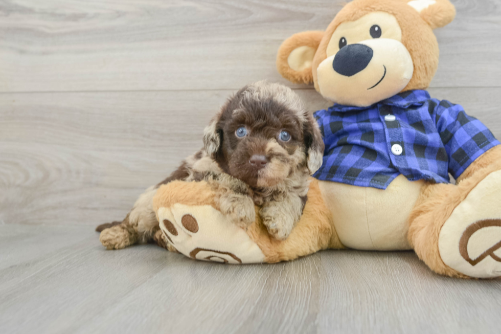 Popular Mini Labradoodle Poodle Mix Pup