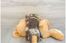 Playful Labrapoo Poodle Mix Puppy