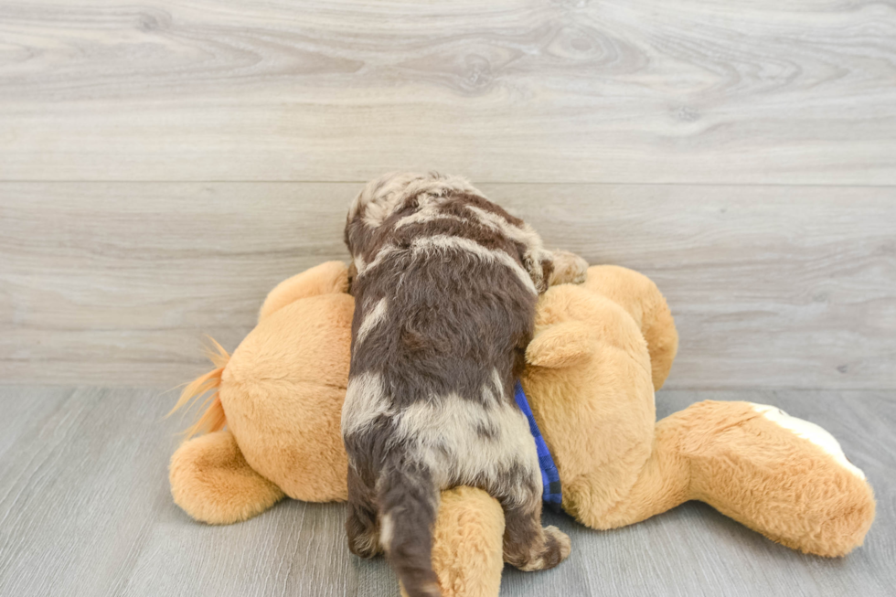 Playful Labrapoo Poodle Mix Puppy