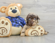 9 week old Mini Labradoodle Puppy For Sale - Lone Star Pups