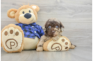 Happy Mini Labradoodle Baby