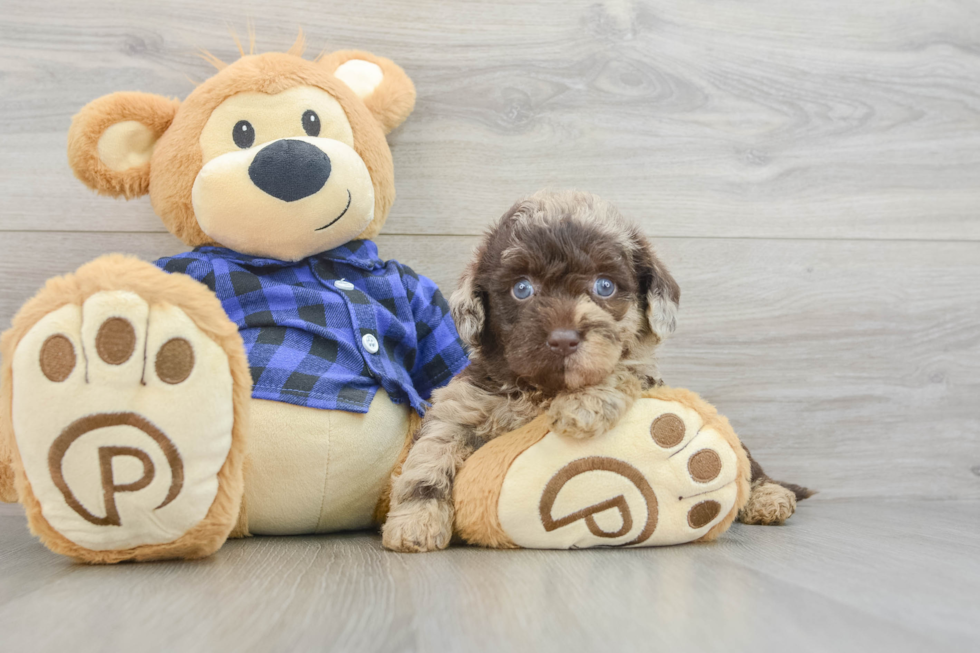 Happy Mini Labradoodle Baby