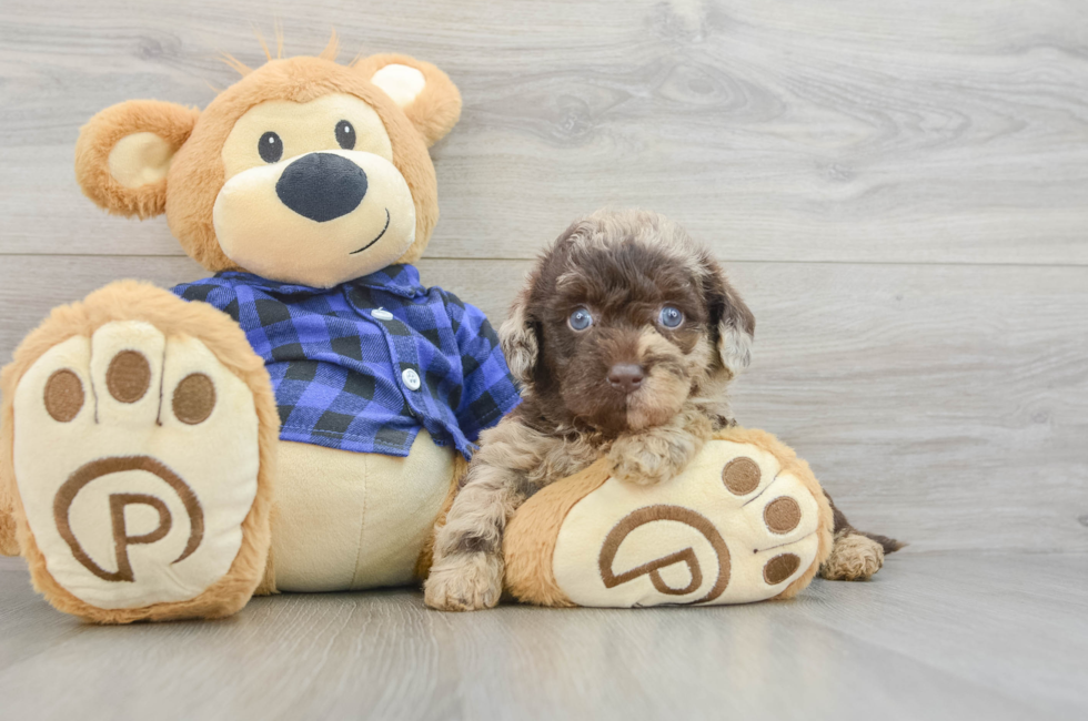 6 week old Mini Labradoodle Puppy For Sale - Lone Star Pups