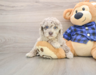 7 week old Mini Labradoodle Puppy For Sale - Lone Star Pups