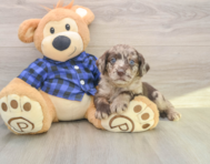 5 week old Mini Labradoodle Puppy For Sale - Lone Star Pups