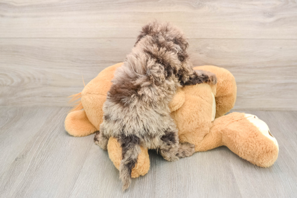 Fluffy Mini Labradoodle Poodle Mix Pup