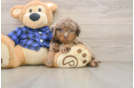 Hypoallergenic Labrapoo Poodle Mix Puppy