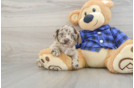 Mini Labradoodle Puppy for Adoption
