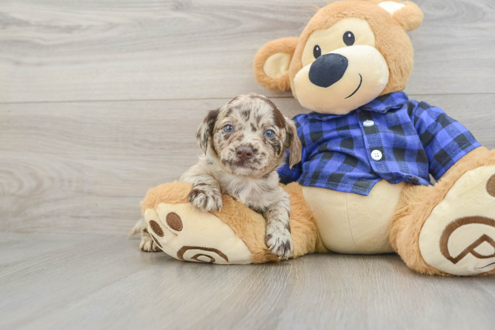 Mini Labradoodle Puppy for Adoption