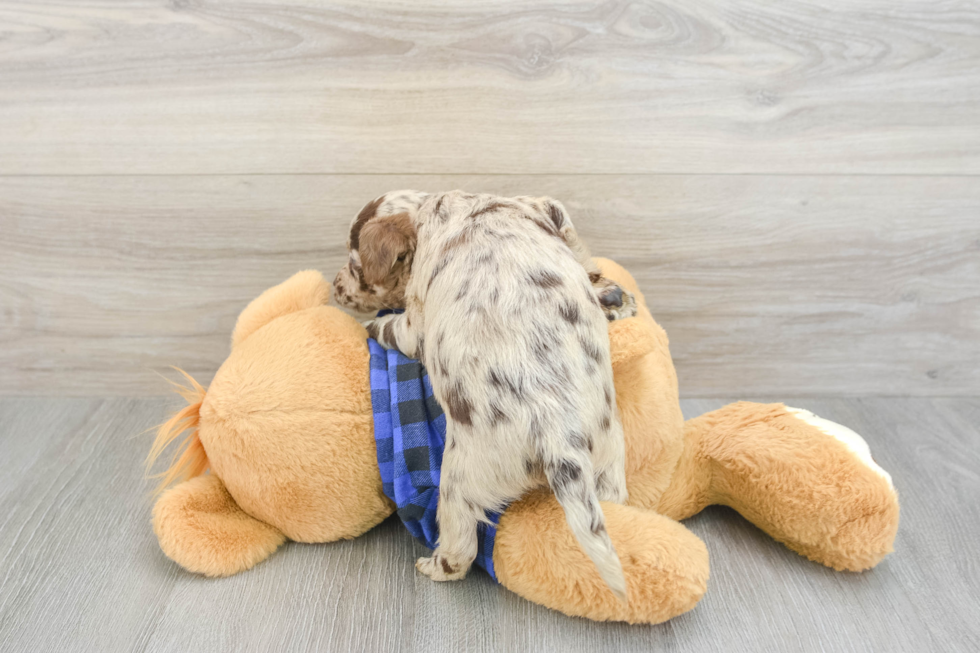 Best Mini Labradoodle Baby