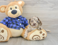 9 week old Mini Labradoodle Puppy For Sale - Lone Star Pups