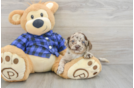 Mini Labradoodle Pup Being Cute