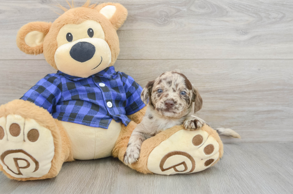 6 week old Mini Labradoodle Puppy For Sale - Lone Star Pups