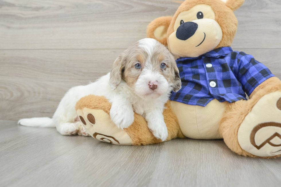 Happy Mini Labradoodle Baby