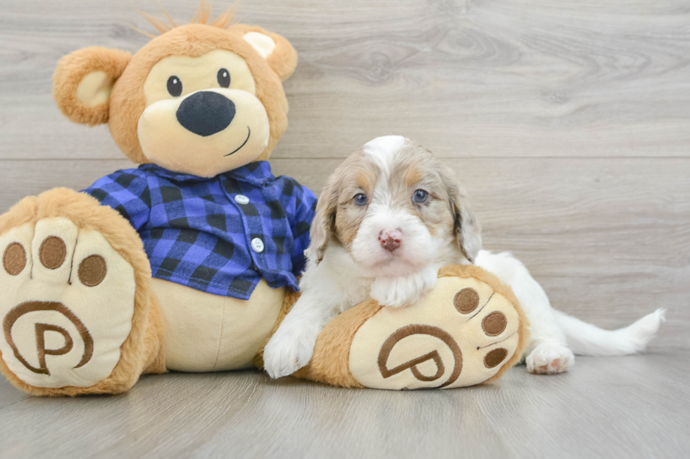 Mini Labradoodle Pup Being Cute